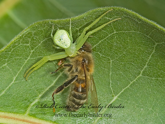 Misumena vatia  GOLDENROD CRAB SPIDER 5009439z