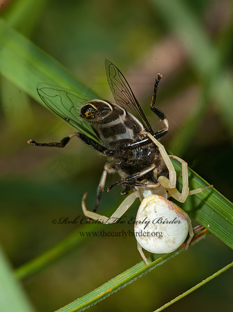 Misumena vatia  GOLDENROD CRAB SPIDER 8035087z