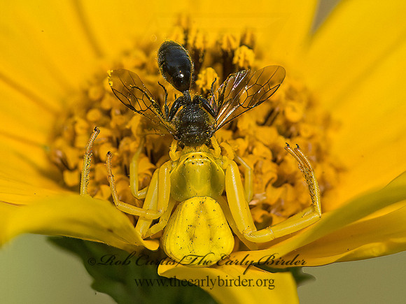 Misumenoides formosipes  CRAB SPIDER 9040707z