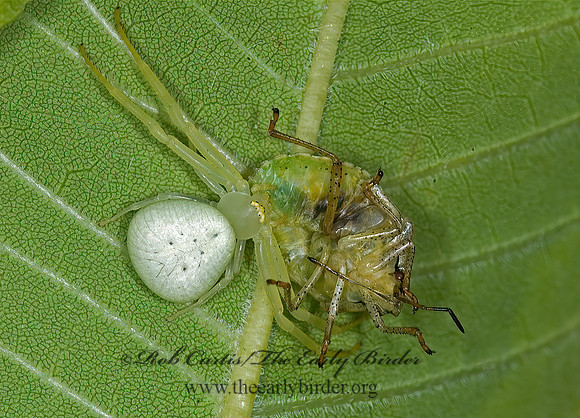 Misumena vatia  GOLDENROD CRAB SPIDER 6008804z