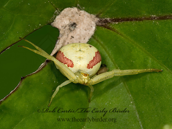 Misumena vatia  GOLDENROD CRAB SPIDER 9036105z