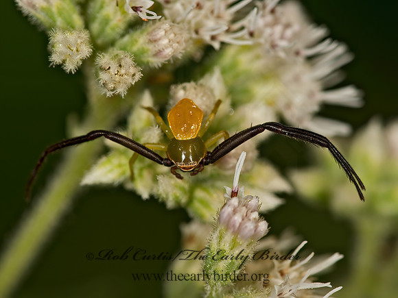 Misumenoides formosipes  WHITE-BANDED CRAB SPIDER 9051397z