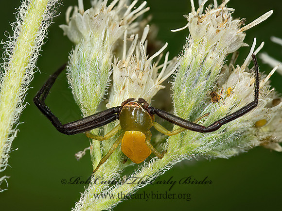 Misumenoides formosipes  WHITE-BANDED CRAB SPIDER 9051405z