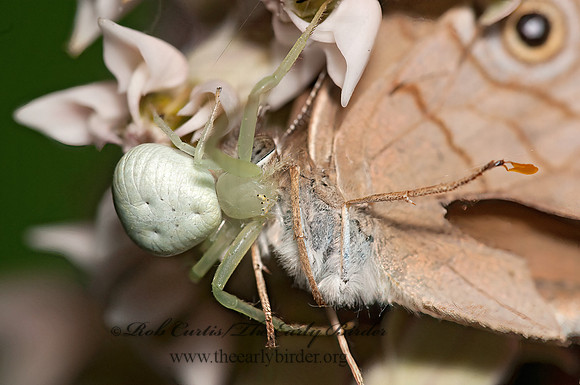 Misumenoides formosipes  WHITE-BANDED CRAB SPIDER 3016148z