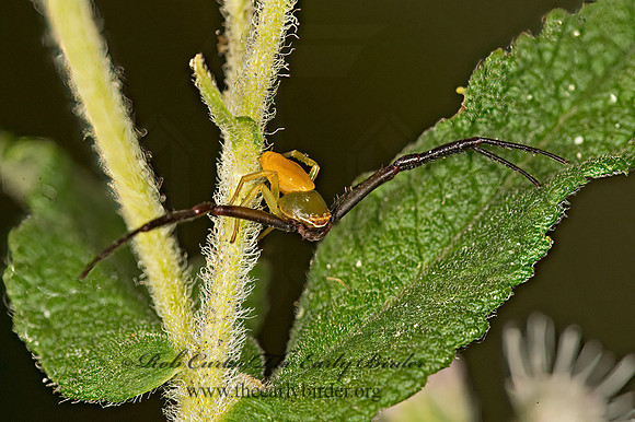Misumenoides formosipes  WHITE-BANDED CRAB SPIDER 9051399z