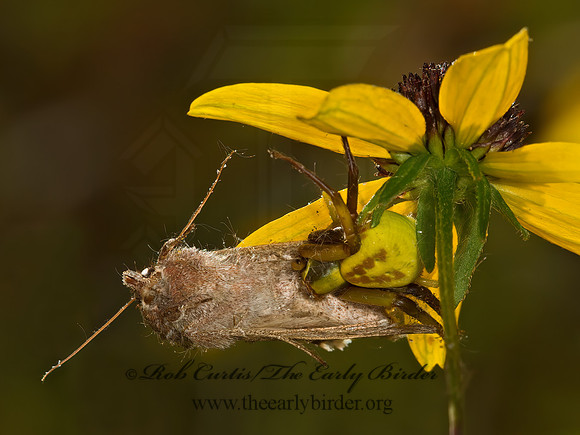 Misumenoides formosipes  WHITE-BANDED CRAB SPIDER 9051893z