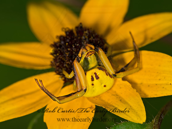 Misumenoides formosipes  WHITE-BANDED CRAB SPIDER 9051796z