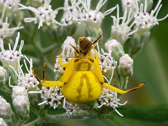 Misumenoides formosipes  WHITE-BANDED CRAB SPIDER 9064260z