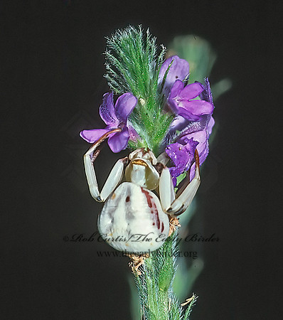 Misumenoides formosipes 23512z