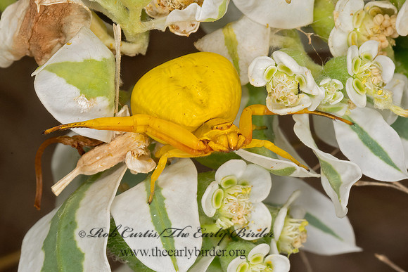 Misumenoides formosipes  WHITEBANDED  CRAB SPIDER 3023386z