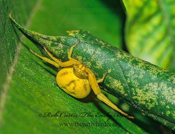 Misumenoides formosipes 23501 Fz