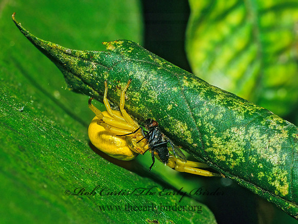 Misumenoides formosipes 23505 Fz