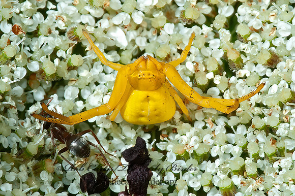 Misumenoides formosipes 5000640z