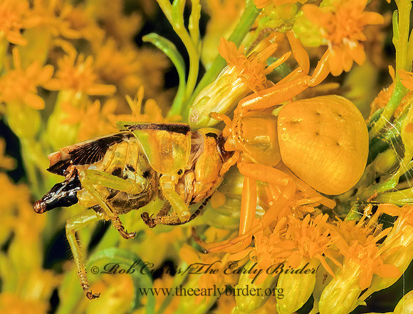 Misumenoides formosipes 114416 Fz