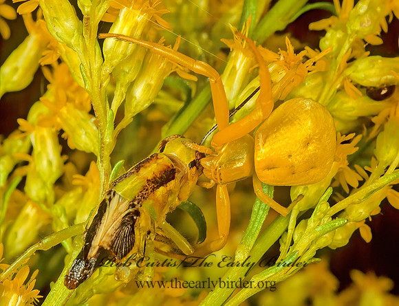 Misumenoides formosipes 114413 F z