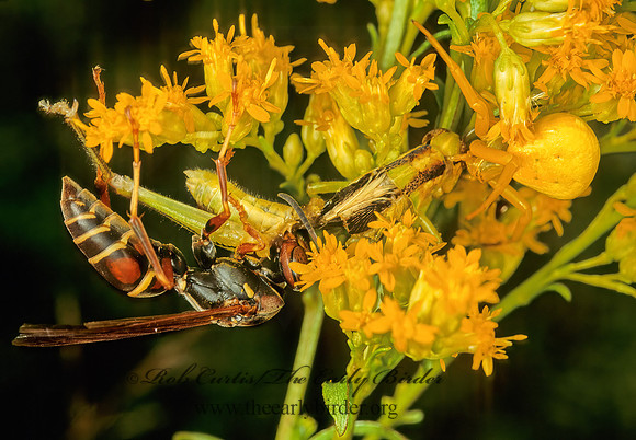 Misumenoides formosipes 114406 Fz