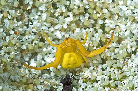 Misumenoides formosipes 5000643z
