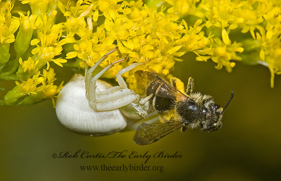 Misumenoides formosipes 5001753z