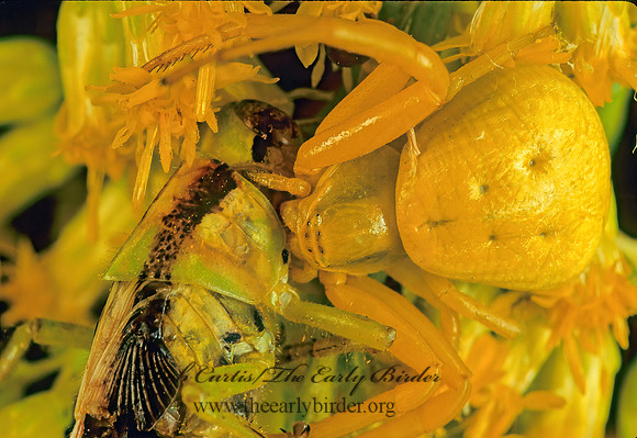 Misumenoides formosipes 114418  Fz