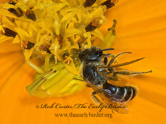 Misumenoides formosipes 6012735z