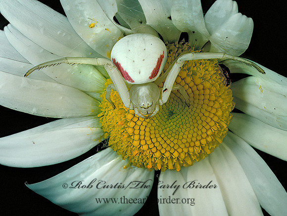 Misumenoides formosipes IMG0026z