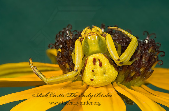 Misumenoides formosipes 5013969z