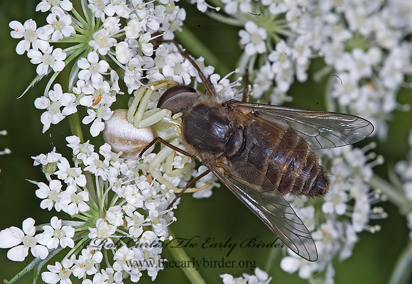 Misumenoides formosipes 6011063z