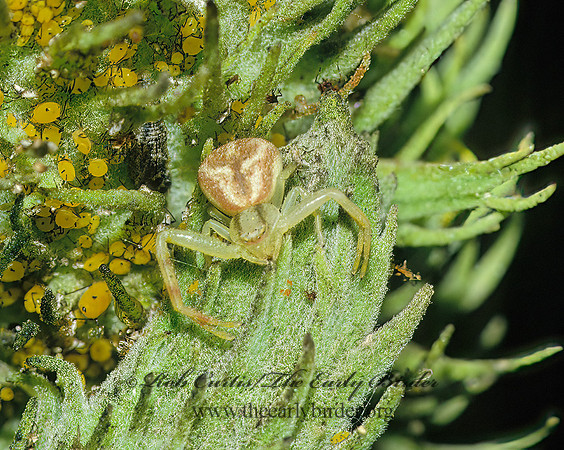 Misumenops  CRAB SPIDER 23502z