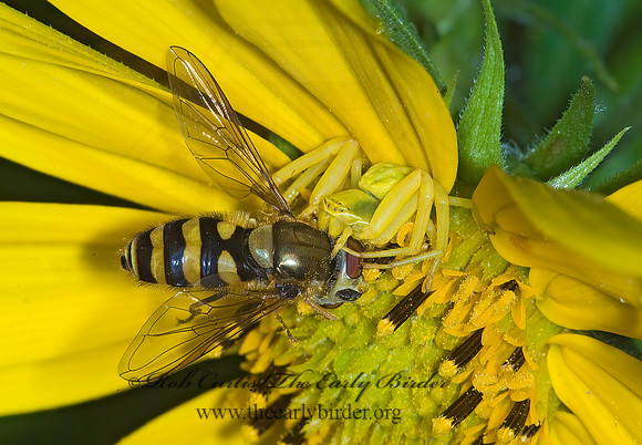 Misumenoides formosipes 6010791z