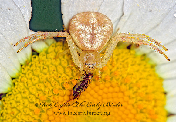 Misumenops  CRAB SPIDER 41612z