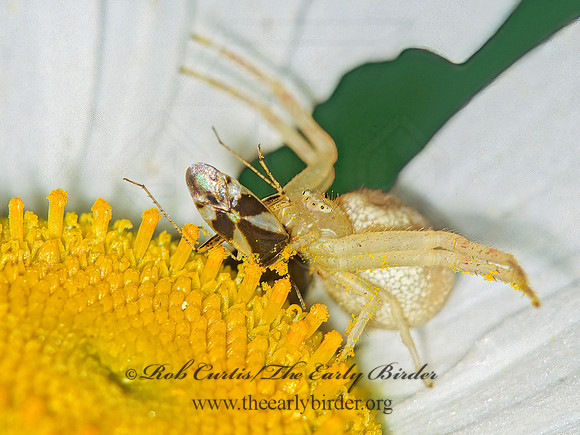 Misumenops  CRAB SPIDER 41613z