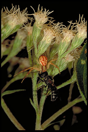 Misumenops  CRAB SPIDER 116334z