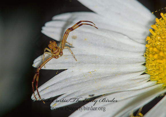 Misumenops  CRAB SPIDER 41632z