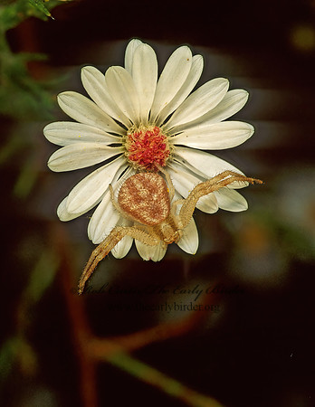 Misumenops  CRAB SPIDER 115710z