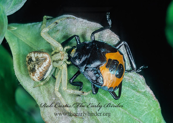 Misumenops  CRAB SPIDER 169223z