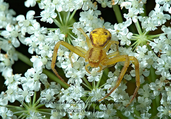 Misumenops  CRAB SPIDER 5001401z