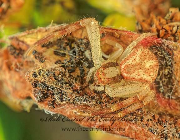 Misumenops  CRAB SPIDER 183635z