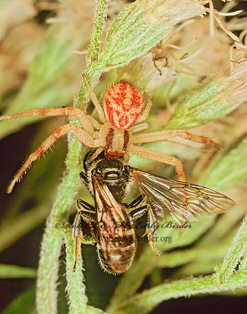 Misumenops  CRAB SPIDER 116335z