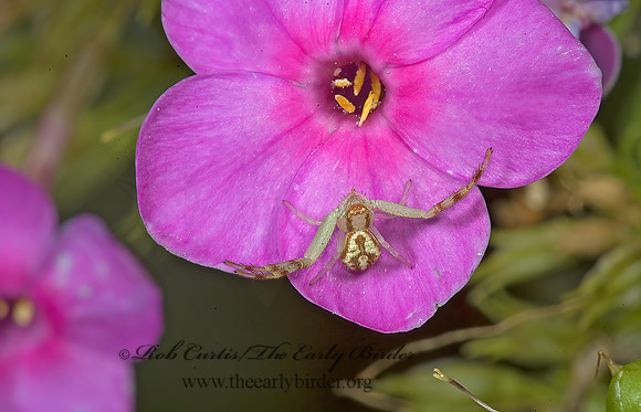 Misumenops  CRAB SPIDER 5012442z