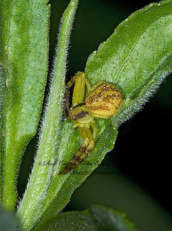 Misumenops  CRAB SPIDER 6014924 z