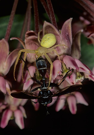 Misumenops  CRAB SPIDER 1274034z