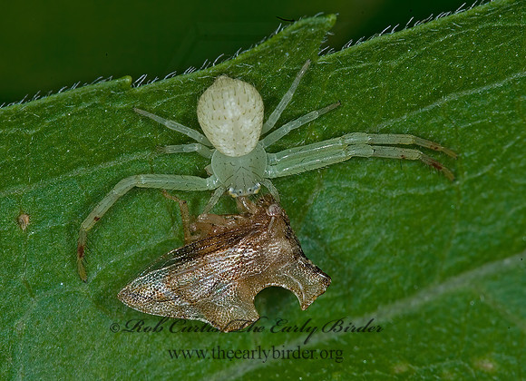 Misumenops  CRAB SPIDER 6010985 spz