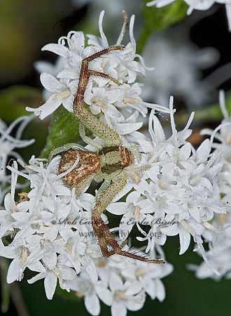 Misumenops  CRAB SPIDER 6016086z