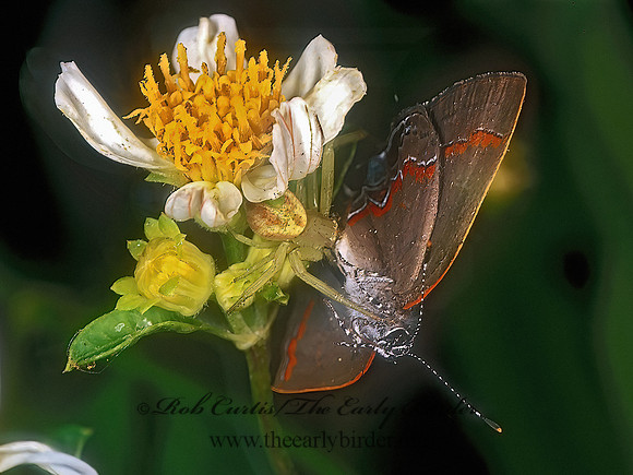 Misumenops celer  CRAB SPIDER 260903z