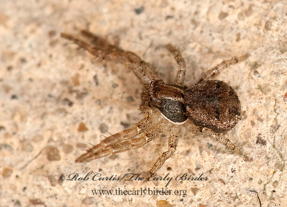 Ozyptila  CRAB SPIDER 3015223z