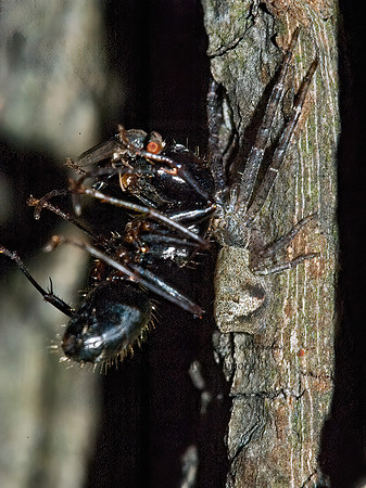 Timarus angulatus 5012778z