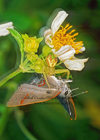 Misumenops celer  CRAB SPIDER 260905z
