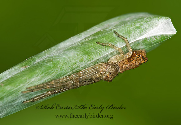 Tmarus angulatus 8014207z