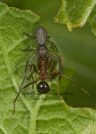 Tmarus angulatus or rubromaculatus 8007036z