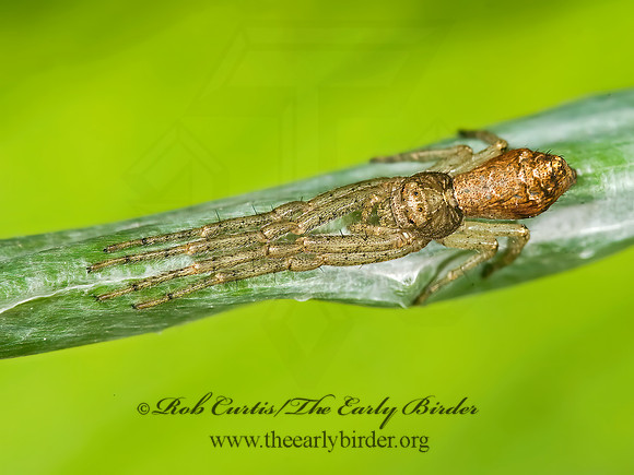 Tmarus angulatus 8014211z